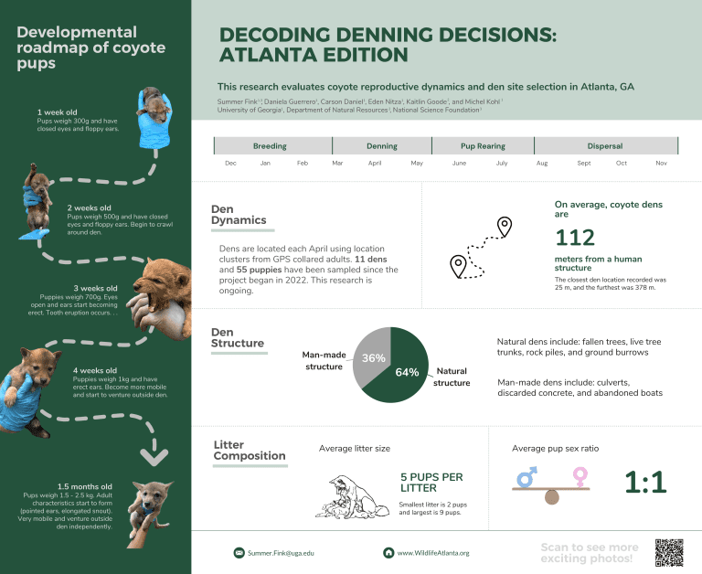 educational flyer titled decoding denning decisions, evaluating coyote reproductive dynamics and den site selection in Atlanta, Georgia.