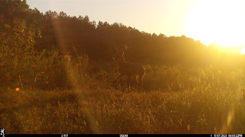 Photo of a white-tailed deer in a natural setting. The sun is settings in the top-right corner of and has cast the entire setting in gold light.