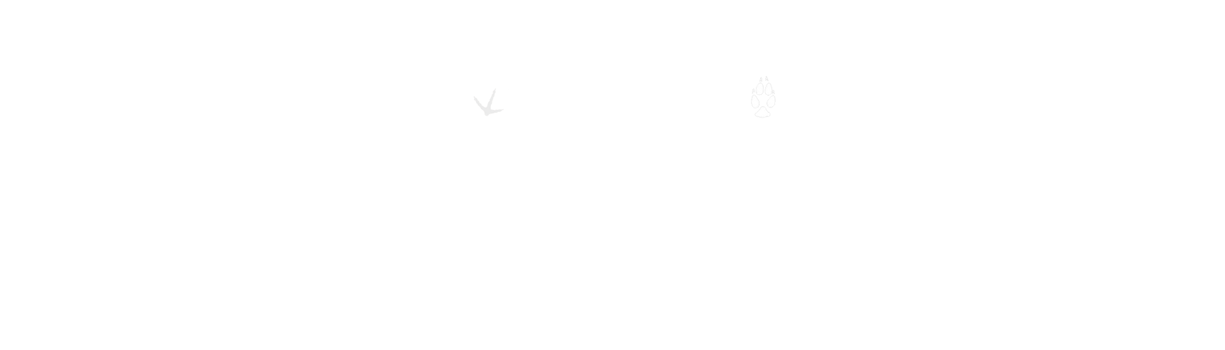 Wildlife Athens logo, which are the words "Wildlife Athens," with animal prints dotting the i's. White text.