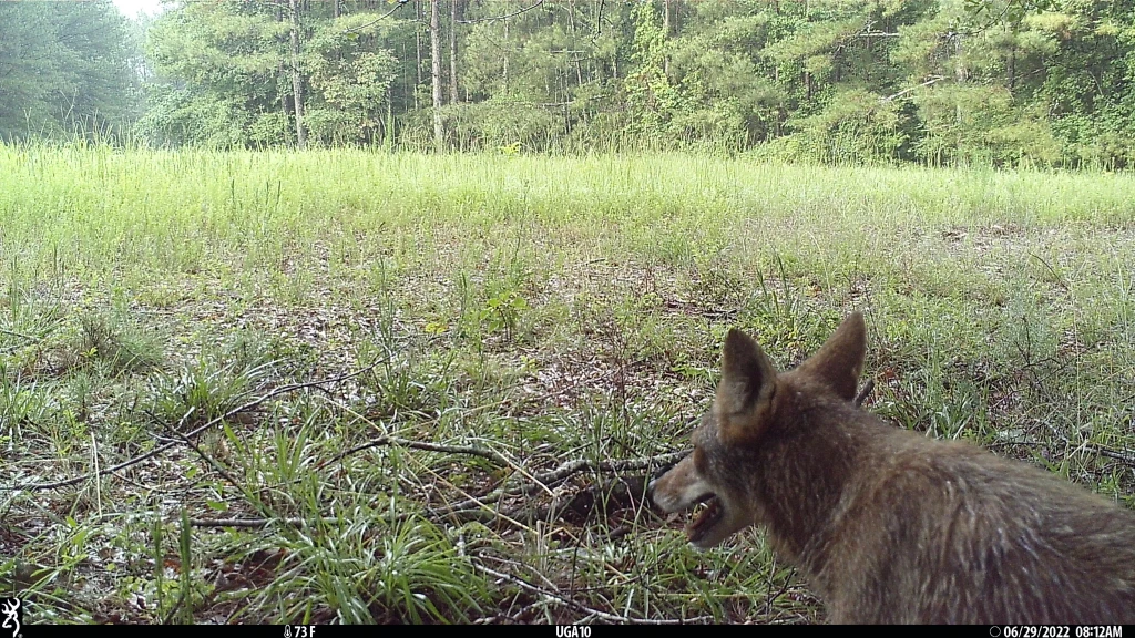 Partial image of a coyote, which was walking past the camera when the image was taken.
