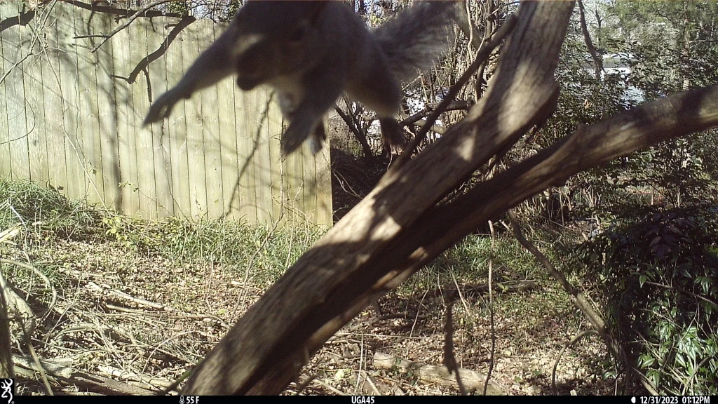 Eastern gray squirrel, mid-leap.