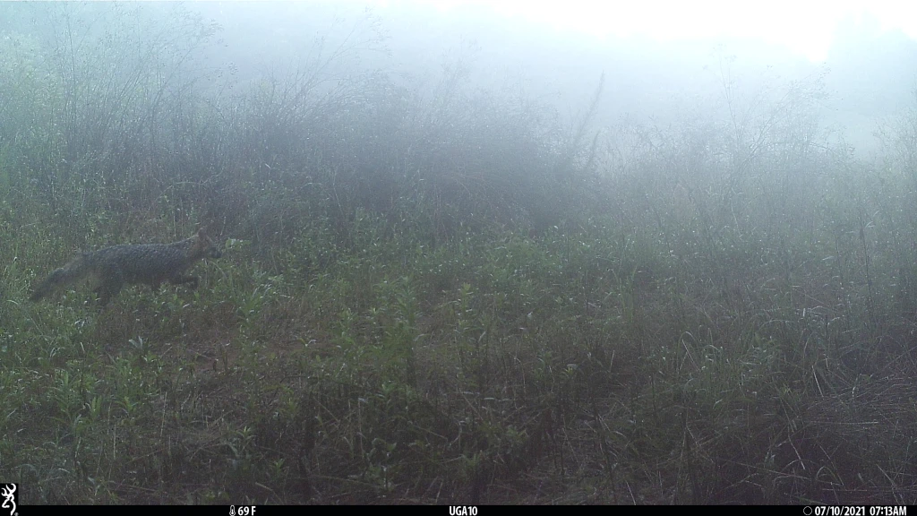 Gray fox walking through a very foggy natural area.