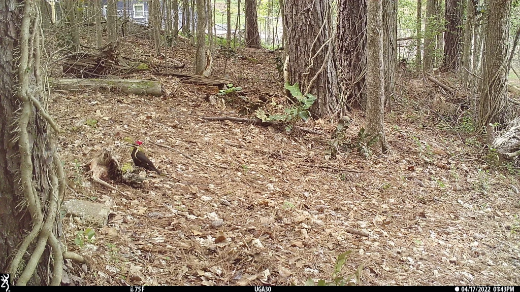 A pileated woodpecker on the ground in a natural area behind housing.