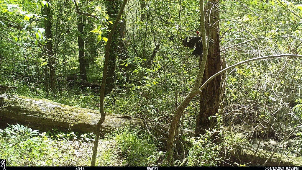 Photo of a black-and-white pileated woodpecker with a red crest, landing on a tree limb.