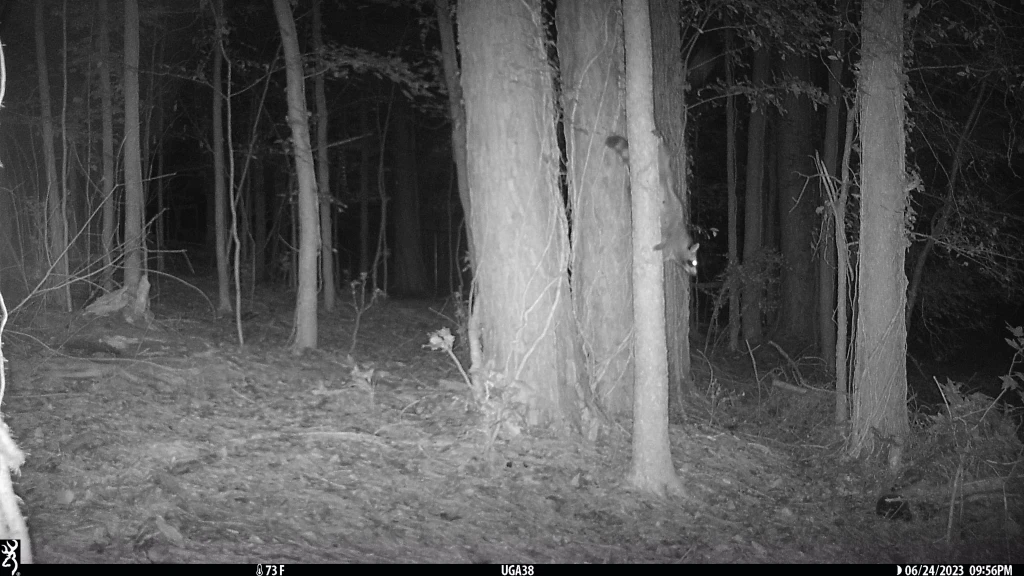 Night vision image of a raccoon climbing on a tree.