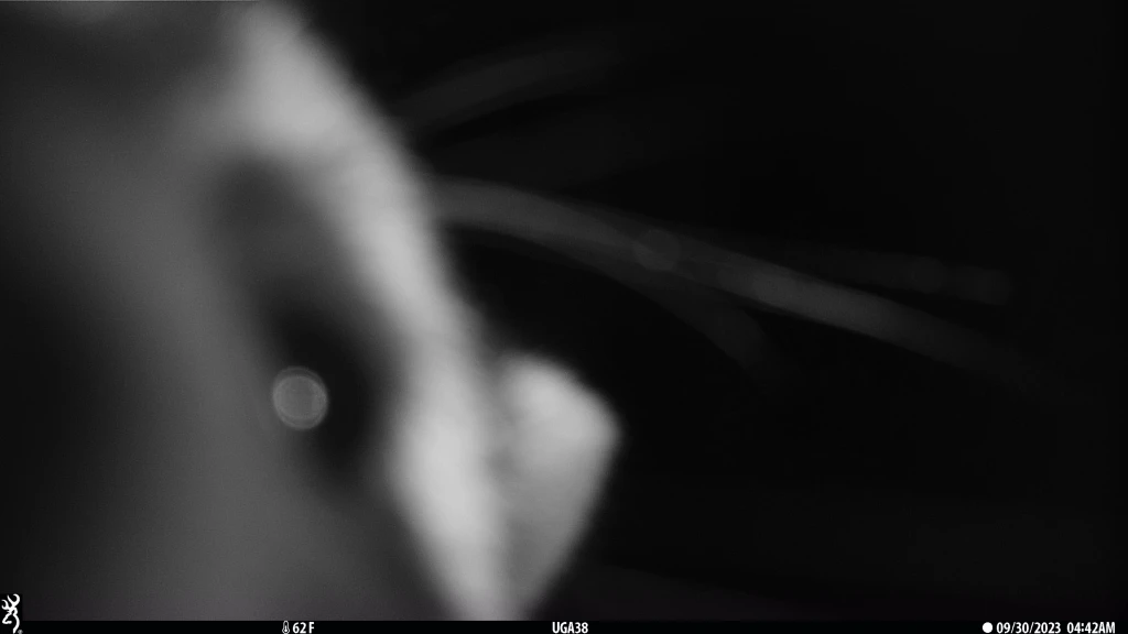 Night vision close-up image of the side of a raccoon's face. It appears that the raccoon is inspecting the trail camera.