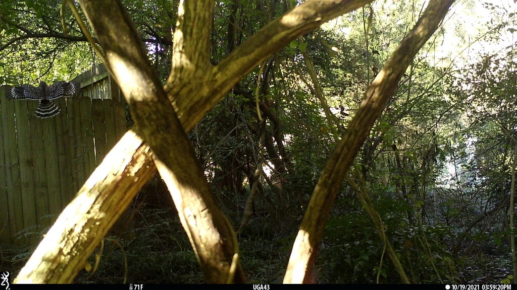 A red-shouldered hawk is in the midground of the image, pictured from the back. Its wings are outstretched, showing its full back feathers.