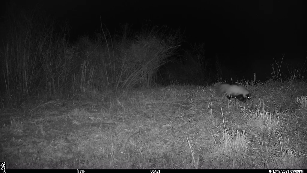 A night vision image of a striped skunk