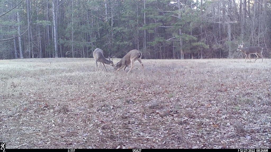 Three white-tailed deer in a clearing. Two are sparring and the third one is looking on.