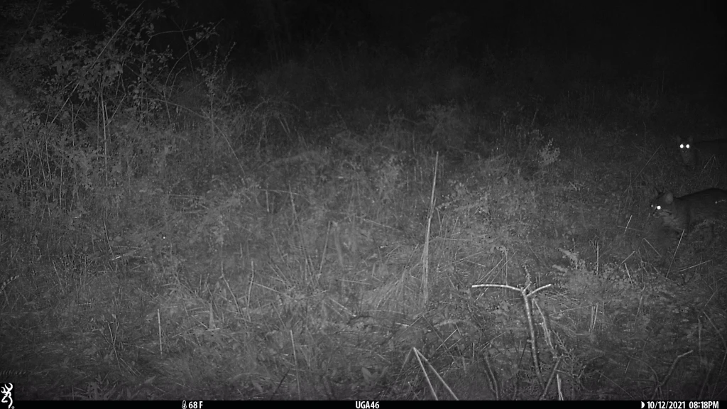 Night vision image with two bobcats