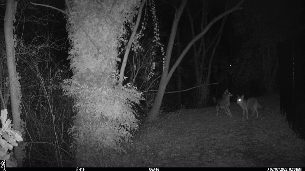 Night vision image of two coyotes.
