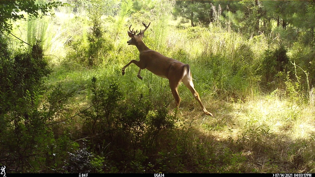 White-tailed deer leaping