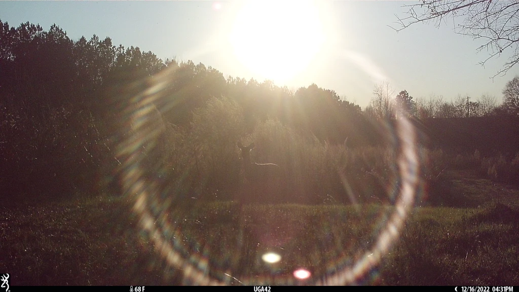 White-tailed deer in an open area, bordered by trees. There is a prominent circular lens flare in the center of the picture, caused by the sun.